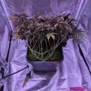 grow001_theo_rehtisch