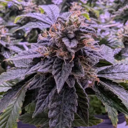 grow001_theo_rehtisch