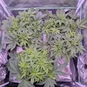 GMO Fast -  Gelato #45 - Critical Kush