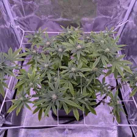 grow001_theo_rehtisch