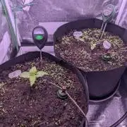 GMO Fast+Gelato #45+WeWillSee-Seed ;-)