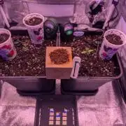 GMO Fast -  Gelato #45 - Special Kush #1