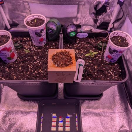 GMO Fast -  Gelato #45 - Special Kush #1