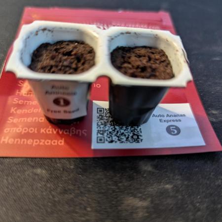 Ananas Express + Amnesia (Auto, Outdoor)
