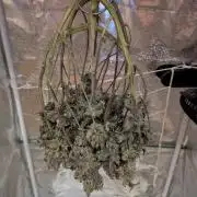 grow001_theo_rehtisch