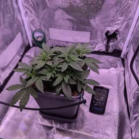 grow001_theo_rehtisch