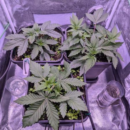 GMO Fast -  Gelato #45 - Critical Kush