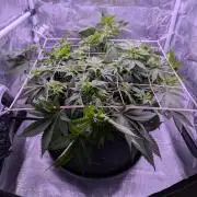 Critical Kush 60x60 (Gelato #45 RIP)