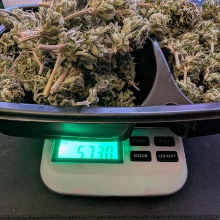 Outdoor 2x Critical Kush 3x GMO Fast