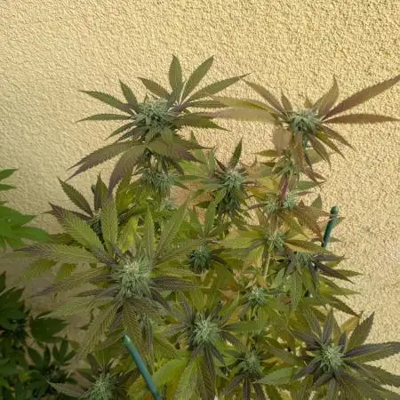 Outdoor 2x Critical Kush 3x GMO Fast