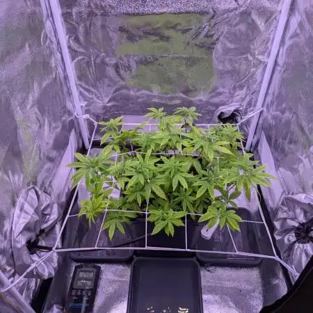 grow001_theo_rehtisch