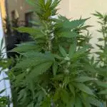 Outdoor 2x Critical Kush 3x GMO Fast