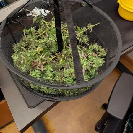 Outdoor 2x Critical Kush 3x GMO Fast