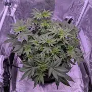 Gelato #45 + Critical Kush Indoor 60x60