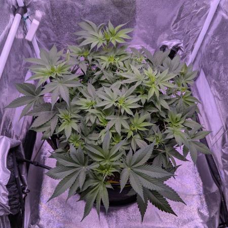 Gelato #45 + Critical Kush Indoor 60x60