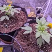 Gelato #45 + Critical Kush Indoor 60x60