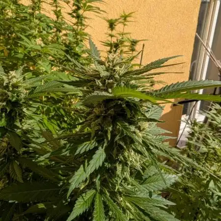 Outdoor 2x Critical Kush 3x GMO Fast