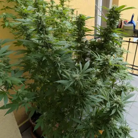 Outdoor 2x Critical Kush 3x GMO Fast