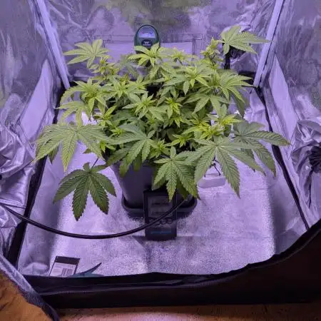 grow001_theo_rehtisch
