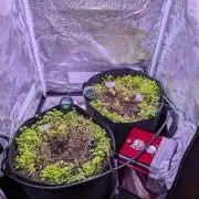 GMO Fast+Gelato #45+WeWillSee-Seed ;-)