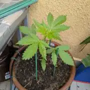 Ananas Express + Amnesia (Auto, Outdoor)