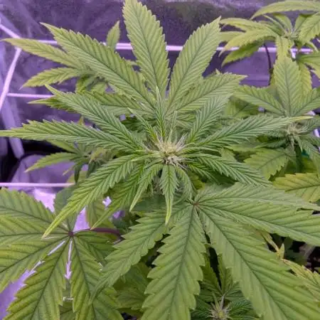 grow001_theo_rehtisch