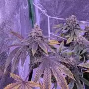 grow001_theo_rehtisch