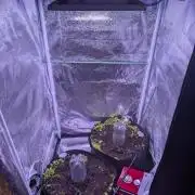 GMO Fast & Gelato #45