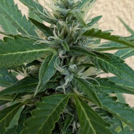 Ananas Express + Amnesia (Auto, Outdoor)