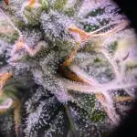 grow001_theo_rehtisch