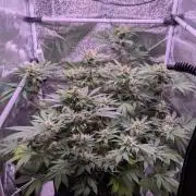 Critical Kush 60x60 (Gelato #45 RIP)