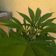 Ananas Express + Amnesia (Auto, Outdoor)
