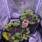 GMO Fast & Gelato #45