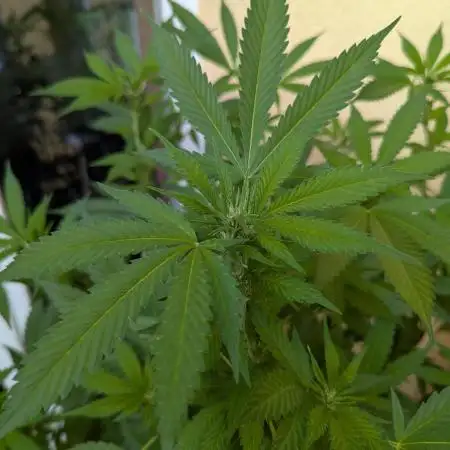 Outdoor 2x Critical Kush 3x GMO Fast