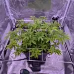 grow001_theo_rehtisch