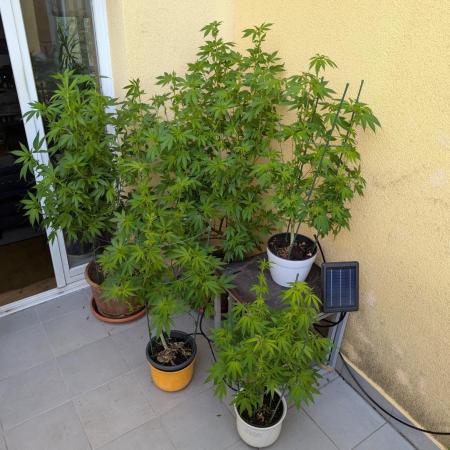 Outdoor 2x Critical Kush 3x GMO Fast