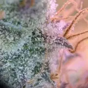 Critical Kush 60x60 (Gelato #45 RIP)
