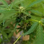 Ananas Express + Amnesia (Auto, Outdoor)