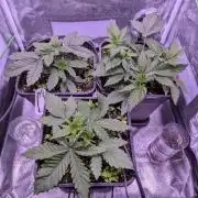 GMO Fast -  Gelato #45 - Critical Kush