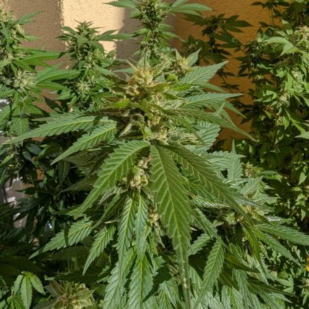 Outdoor 2x Critical Kush 3x GMO Fast