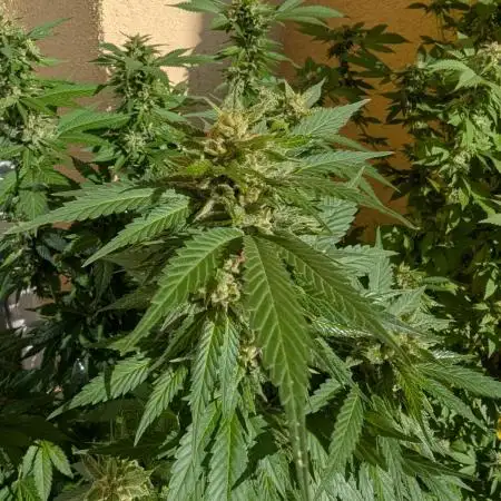 Outdoor 2x Critical Kush 3x GMO Fast