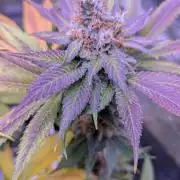 Critical Kush 60x60 (Gelato #45 RIP)