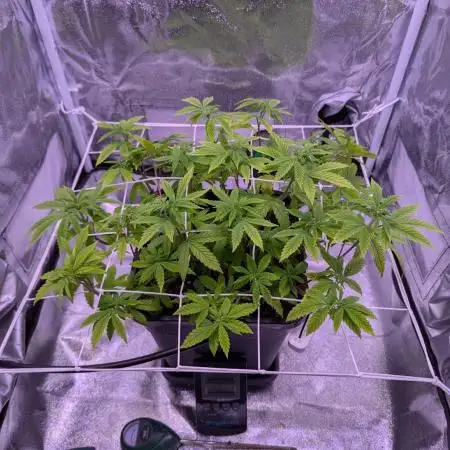 grow001_theo_rehtisch