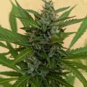 Ananas Express + Amnesia (Auto, Outdoor)