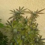 Outdoor 2x Critical Kush 3x GMO Fast