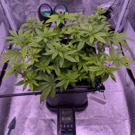 grow001_theo_rehtisch