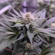 Critical Kush 60x60 (Gelato #45 RIP)