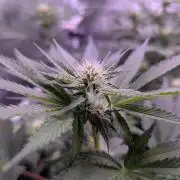 Critical Kush 60x60 (Gelato #45 RIP)
