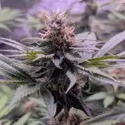 Critical Kush 60x60 (Gelato #45 RIP)