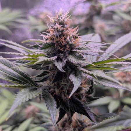 Critical Kush 60x60 (Gelato #45 RIP)
